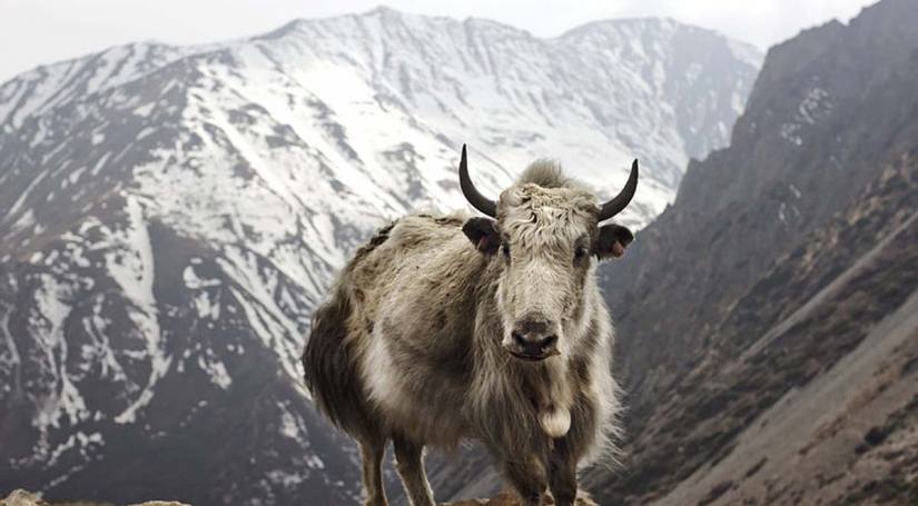 Annapurna Circuit Trek