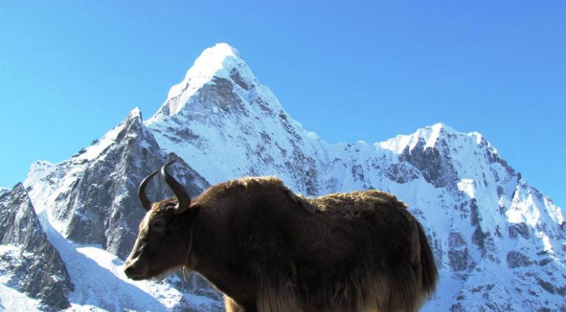 Everest Panorama Trek