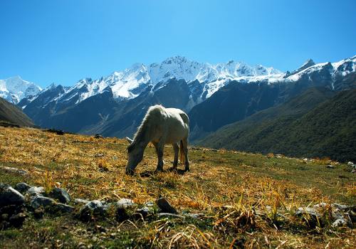 Langtang Trekking