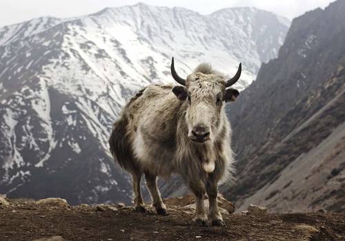 Annapurna Circuit Trek