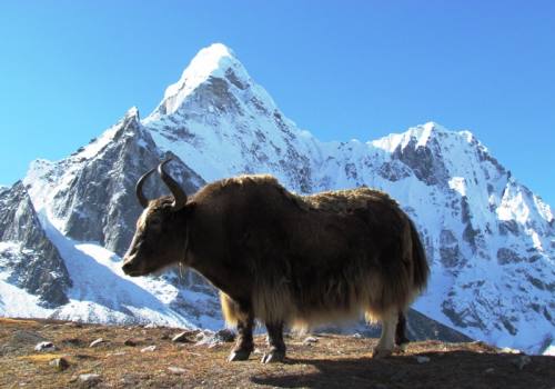 Everest Panorama Trek